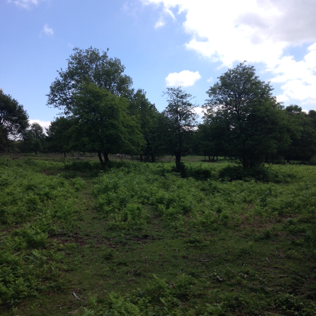 Looking back towards the Arena Field