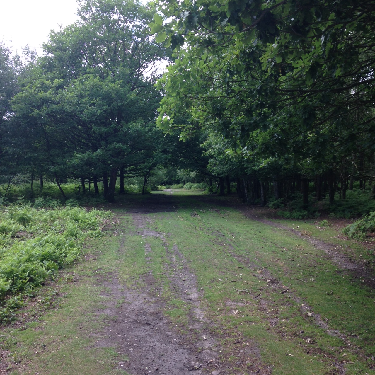Path towards Bracebridge Pool