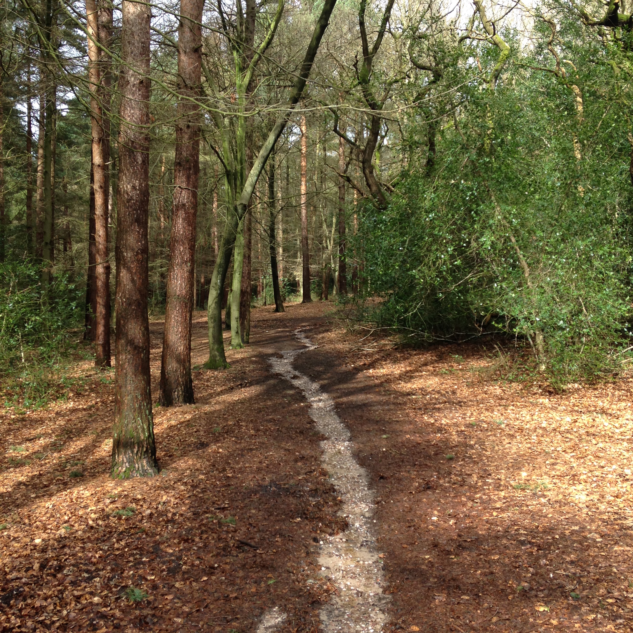 Sutton Park 2