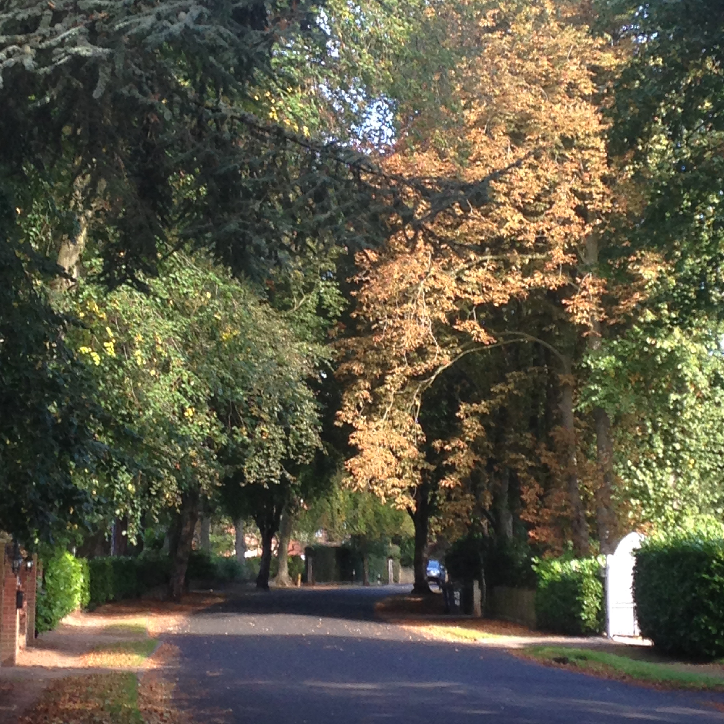 autumn