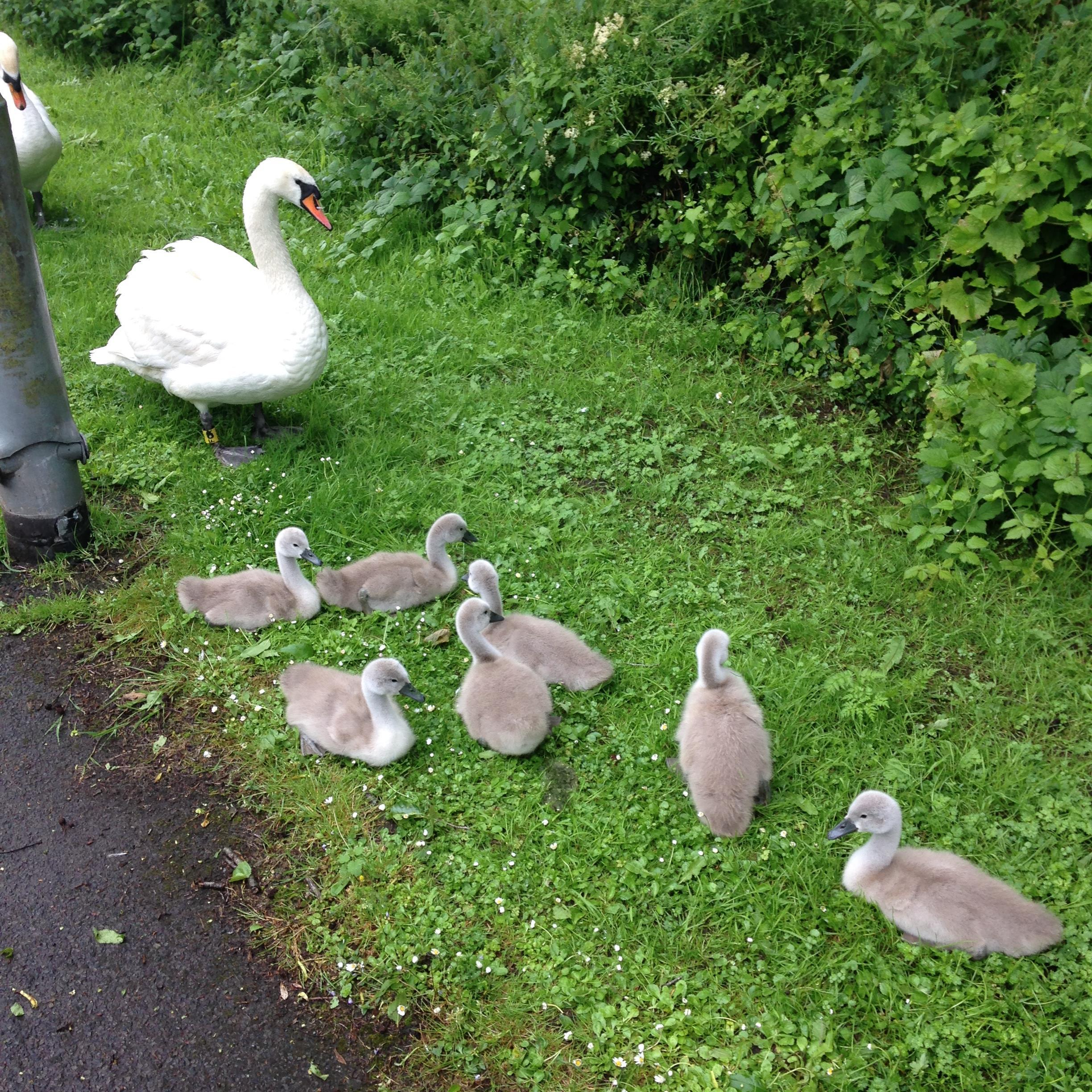 Swans