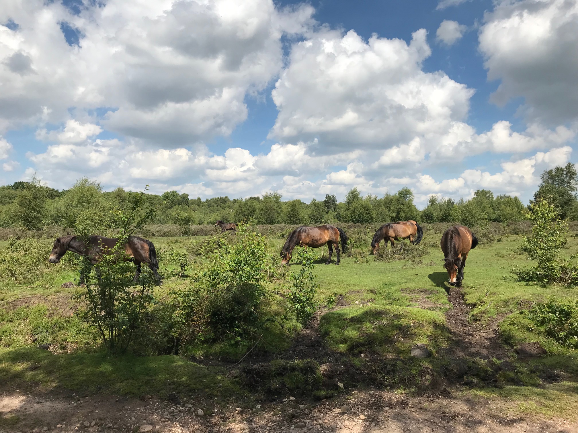 Ponies in the park